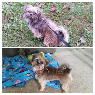 Donna Wihebrink from Union, Ky' Shih Tzu dog Donna Wihebrink from Union, Ky' Shih Tzu dog