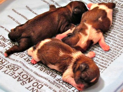 what should the room temperature be for newborn puppies