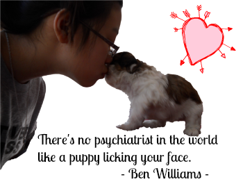Shih Tzu Puppy is Licking a Young Girl's Face