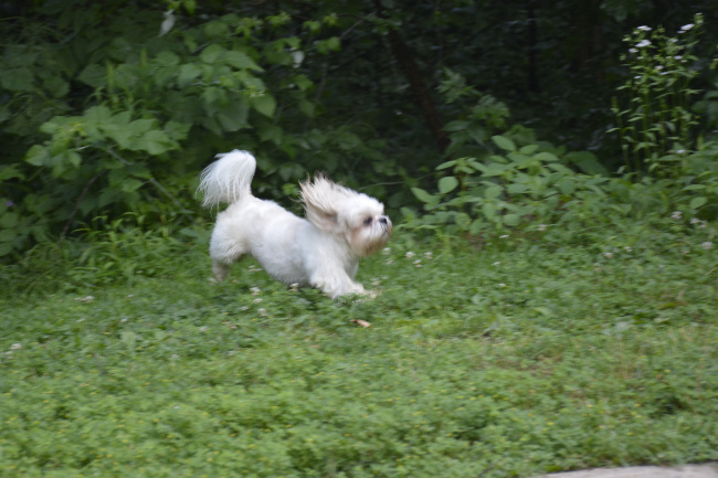 White Shih Tzu dog running in a field of grass