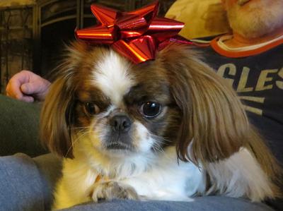 Ollie, a Red and White Prapso Puppy