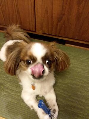 Ollie, the Prapso Loves to Lick