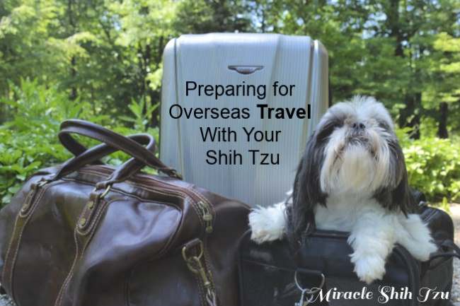 Shih tzu on plane new arrivals