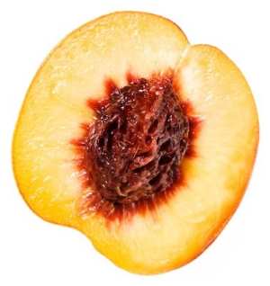 can shih tzu eat apples foods toxic to dogs can shih tzu eat apples foods toxic to dogs