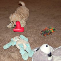 Puppies need a stimulating environment.