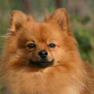 Pomeranian