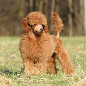 Apricot Toy Poodle standing in a grassy field