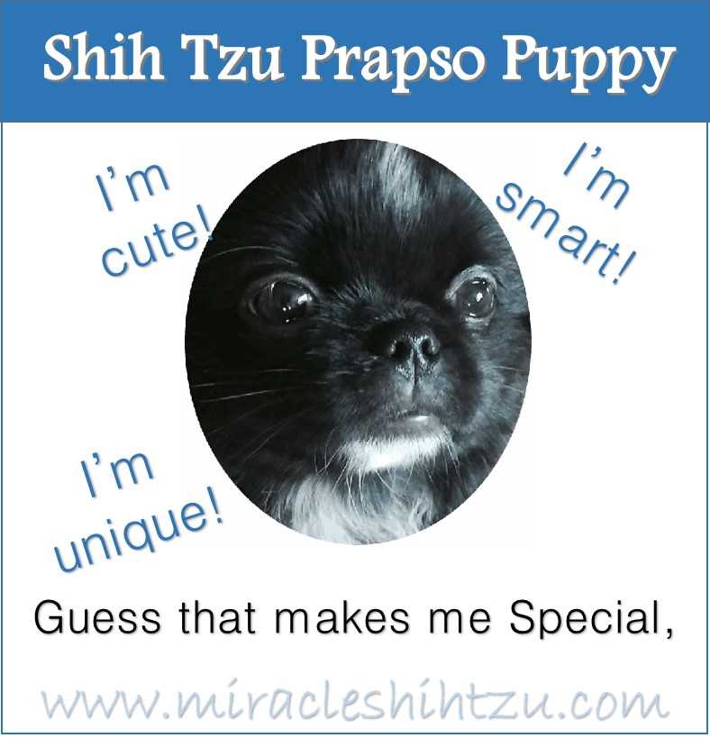 Shih Tzu Prapso Puppy Infographic
