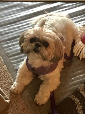 Shih Tzu, Precious from Arizona