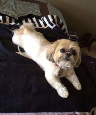 Here is Precious from Arizona, USA owned by E Loya