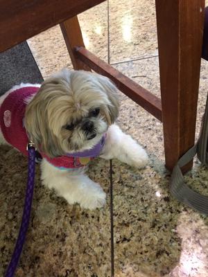 Precious, white with brown Shih Tzu