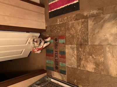 Guarding his room so the other fur babies can not get his toys 