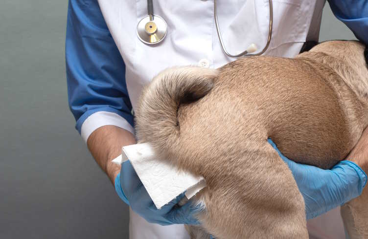 a vet is preparing to express the anal glands of a dog