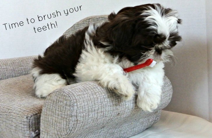 Puppy Dental Care Guide