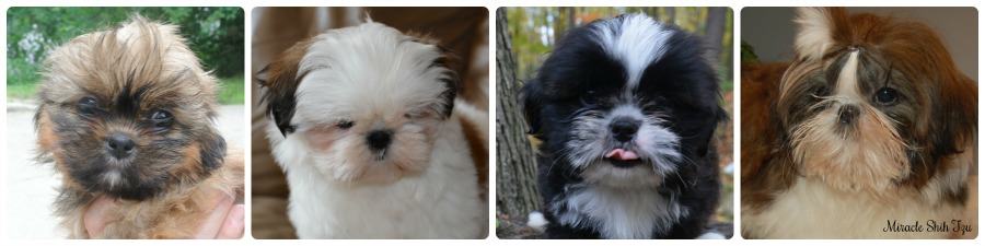 Shih Tzu Puppies Come in many different Colors Shih Tzu Puppies Come in many different Colors