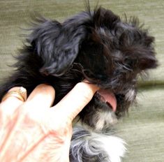 Puppy mouthing a person