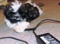A Shih Tzu Puppy is chewing on a computer cord