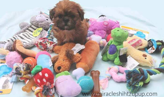 Toys for shih tzu puppies cheap