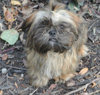 Teach Your Puppy Basic Commands