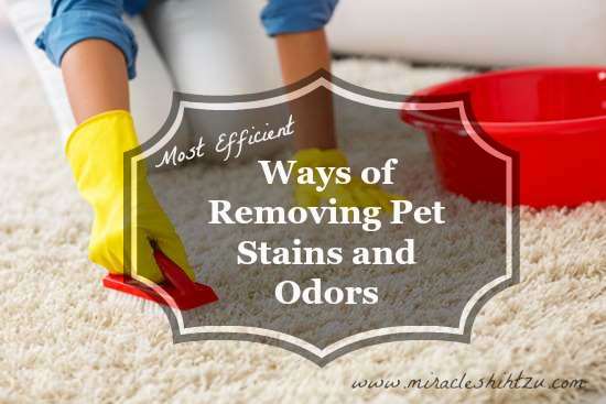 Most Efficient Ways of Removing Pet Stains and Odors Header Image Most Efficient Ways of Removing Pet Stains and Odors Header Image