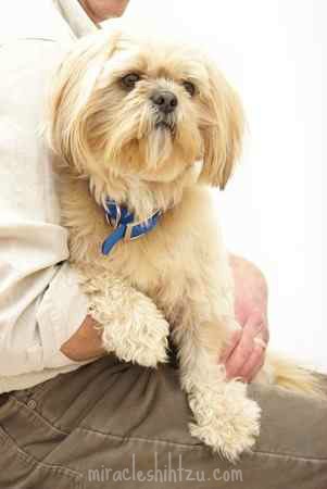 Renal Dysplasia in the Shih Tzu Breed 