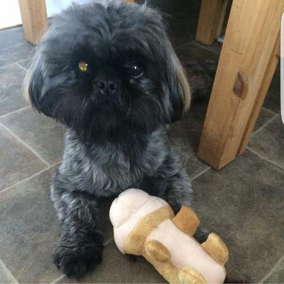 my shih tzu has rolo my shih tzu boy my shih tzu has rolo my shih tzu boy