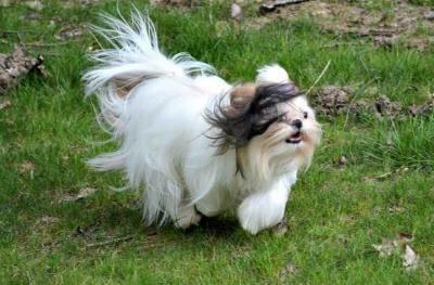 About Problem Shih Tzu Behaviors All About Problem Shih Tzu Behaviors