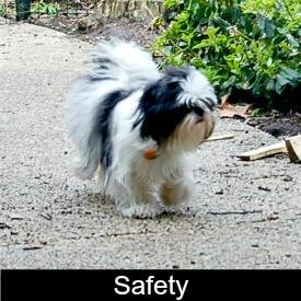 Shih Tzu Safety