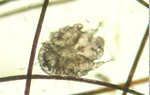 Sarcoptic mange also called scabies in dogs is caused by the Sarcoptes scabiei mite Sarcoptic mange also called scabies in dogs is caused by the Sarcoptes scabiei mite