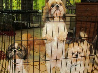 lhasa apso separation anxiety