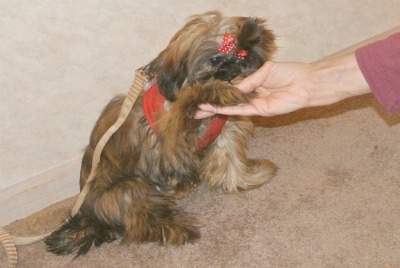 A Shih Tzu dog learning the basic commands