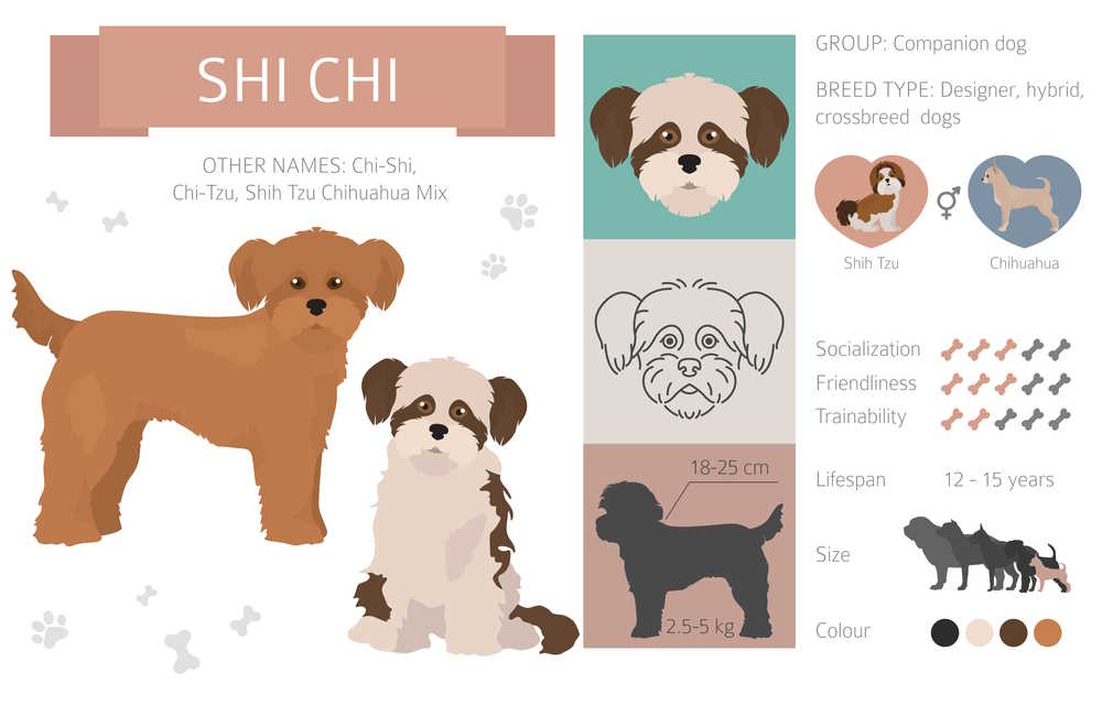 Infographic of the Shi Chi Infographic showing the Chihuahua and Shih Tzu mix information