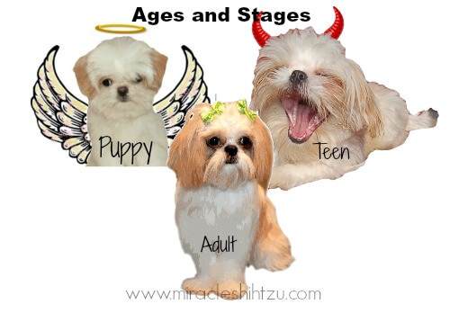 Shih Tzu Weight Growth Chart