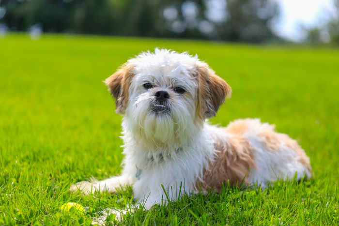 A Shih Tzu dog sitting in the grass.