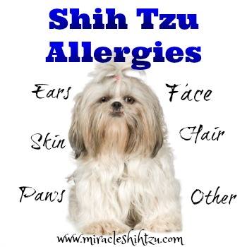 shih tzu itchy ears remedy