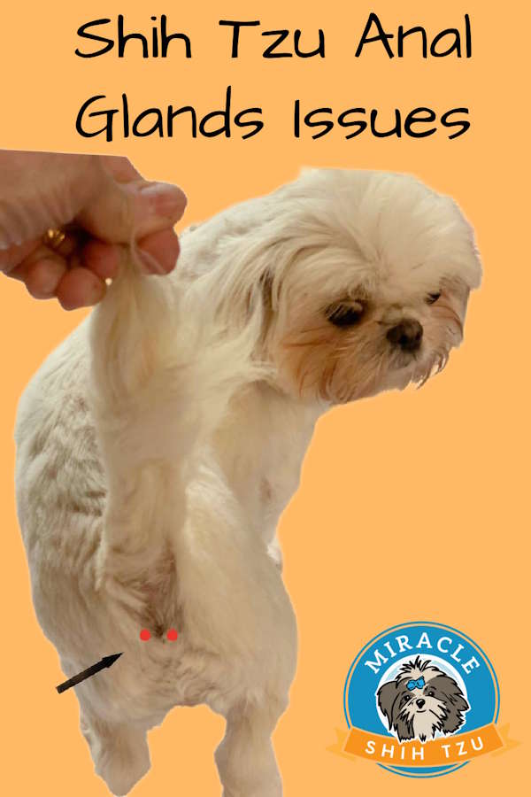 Shih Tzu anal glands pin image