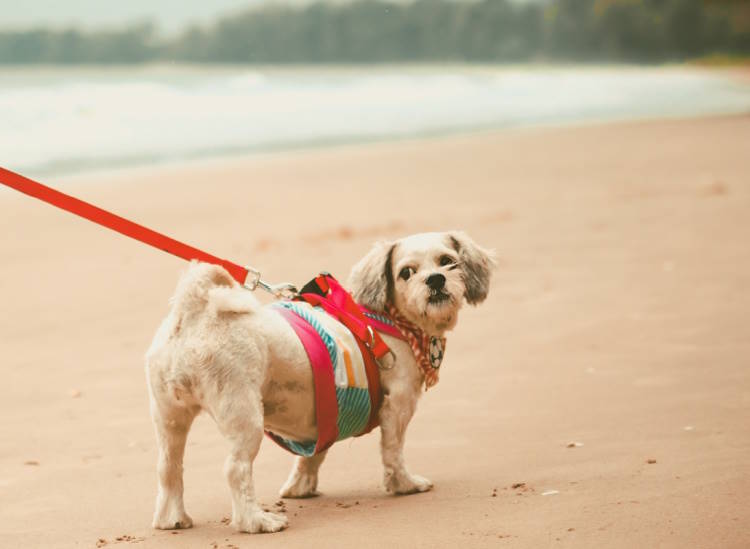 An older Shih Tzu dog walking on a beach