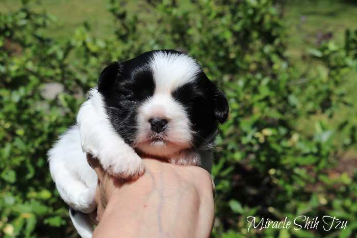 how many puppies does a shih tzu usually have