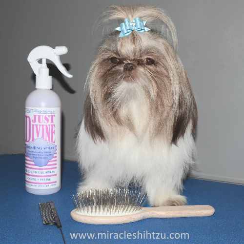 shih tzu hair knots