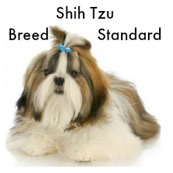 shih tzu breed standard ten reasons why shih tzu dogs shih tzu breed standard ten reasons why shih tzu dogs