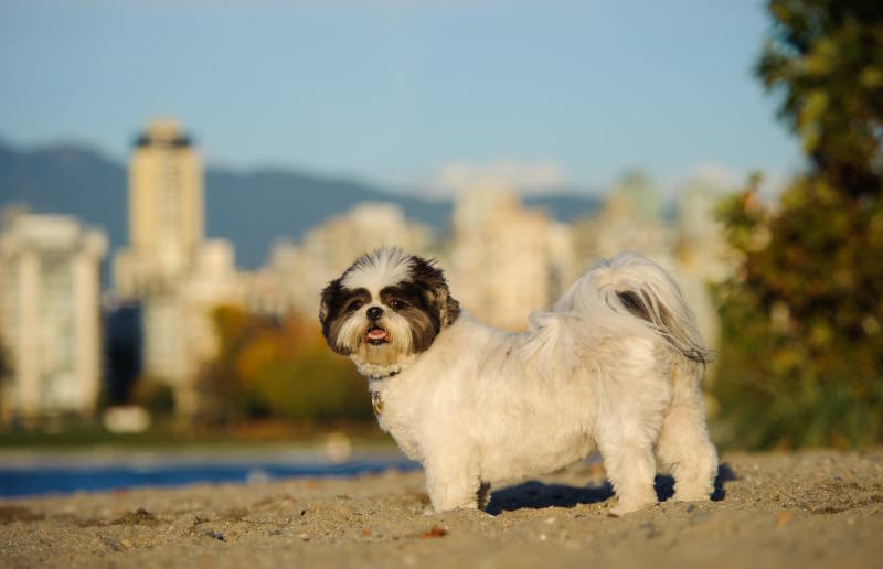 A Shih Tzu posing in front of a blurred city scene