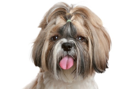shih tzu colors all about the shih tzu your ultimate guide to understanding the breed shih tzu colors all about the shih tzu your ultimate guide to understanding the breed