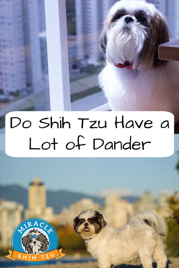 Two photos of Shih Tzu dogs, one in front of a window, the other in front of a city skyline in a pin image