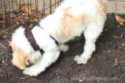 Shih Tzu dog is trying to dig under the fence.