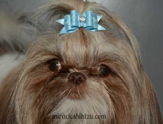 shih tzu magazine shih tzu grooming tips shih tzu magazine september 2016 shih tzu magazine shih tzu grooming tips shih tzu magazine september 2016