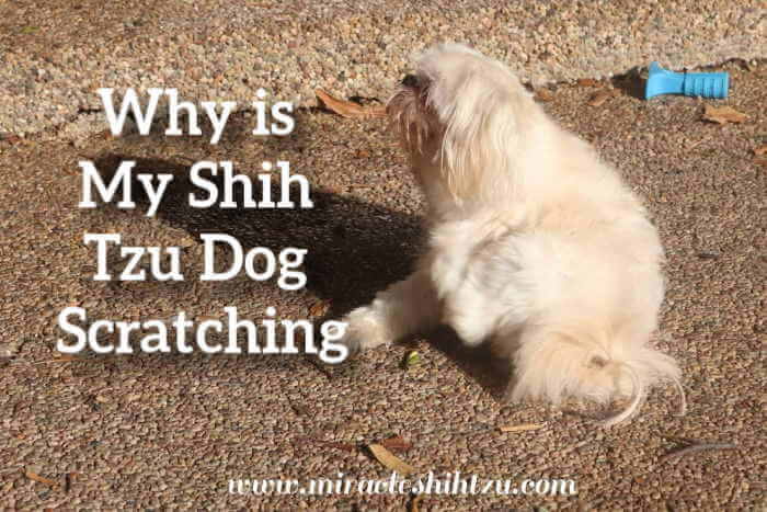 Why does my dog itch so much in the summer What Can I Do About My Shih Tzu Itchy Skin