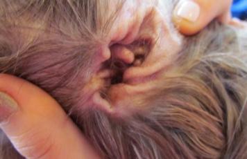 About Shih Tzu Ears: Care, Cleaning 