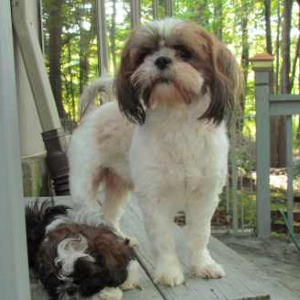 How To Clean Shih Tzu Eyes Shih Tzu Dog