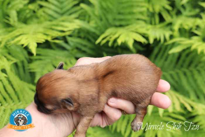 Three-day-old Shih Tzu Puppy Three-day-old Shih Tzu Puppy
