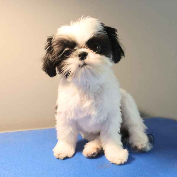 Adorable Shih Tzu Hair Styles